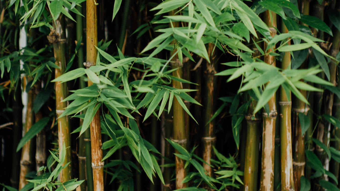 Bamboo Massage Training Manual